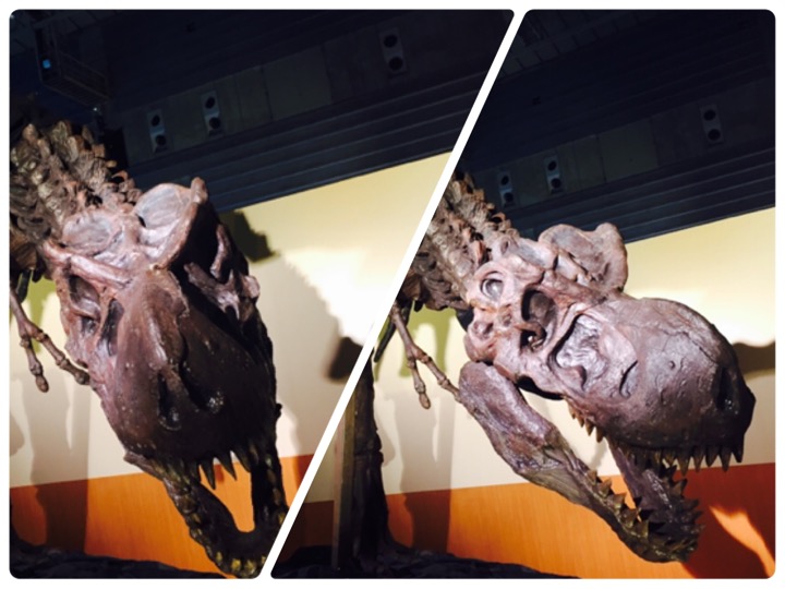 恐竜展2017の横浜のティラノサウルス写真